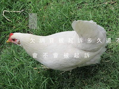 欠網貸被起訴多久還不了怎么辦(欠網貸不還會不會被起訴)