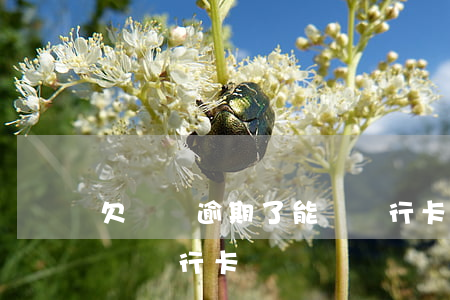 欠網貸逾期了能辦銀行卡嗎(欠網貸逾期了能辦銀行卡嗎)