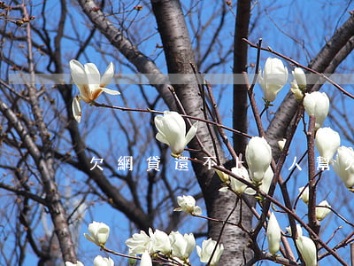 欠網貸還不上沒人幫(欠網貸家里人幫不上)