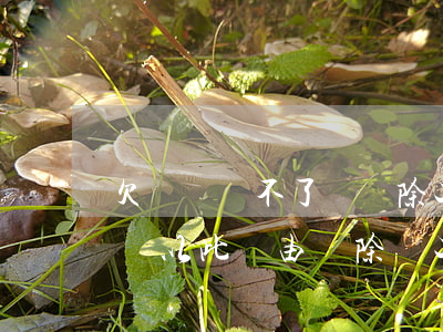 欠網貸還不了會開除工作嗎(欠網貸公司會不會以此為由開除員工)