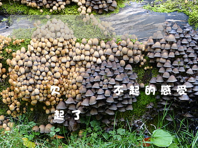 欠網貸還不起的感受(網貸欠了5000還不起了)