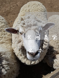 欠网商贷5万还不起了(网商贷6万还不了怎么办)