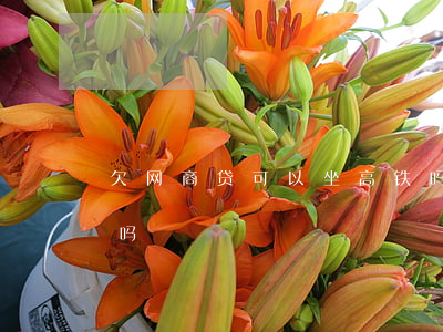欠网商贷可以坐高铁吗(欠了网商贷会被拘留吗)