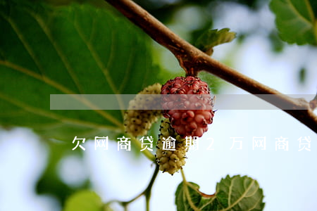 欠网商贷逾期2万(网商贷欠款2万的有没有)