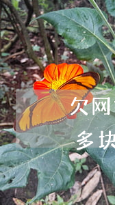 欠网贷1000会被立案吗(欠网贷1000多块钱会立案吗)
