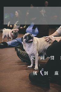 欠网贷15万没钱还怎么办(欠网贷16万没钱到底会怎么样???)