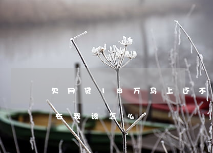 欠网贷18万马上还不上了(欠网贷18万左右我该怎么?)