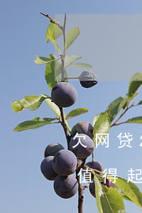 欠网贷2000多块钱(欠2000块钱网贷值得起诉么)