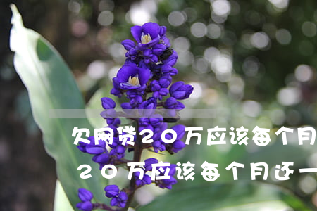 欠网贷20万应该每个月还一点吗-欠网贷20万应该每个月还一点吗知乎
