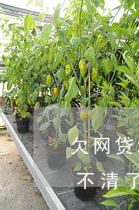 欠网贷20万还不上(欠网贷20多万,现在还不清了怎么办)