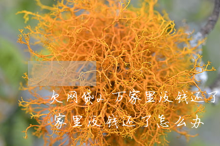 欠网贷2万家里没钱还了怎么办(欠网贷2万家里没钱还了怎么办)