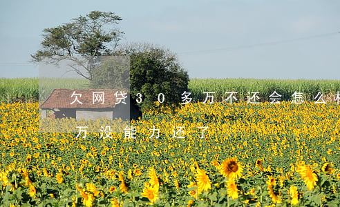 欠网贷30多万不还会怎么样(网贷欠款30万没能力还了)