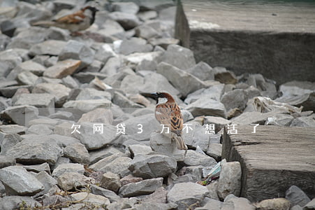 欠网贷3万不想活了
