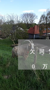 欠网贷40万借呗13万怎么办-欠网贷40万借呗13万怎么办呢