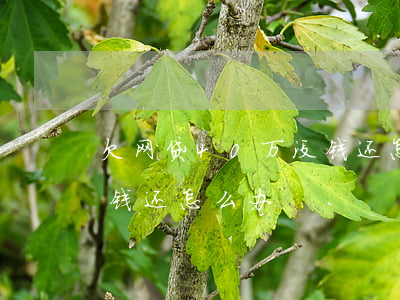欠网贷40万没钱还怎么办(欠网贷几十万没钱还怎么办)
