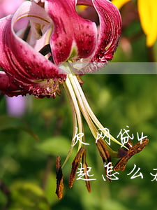 欠网贷40万还不动了(网贷欠了40万还不起怎么办)