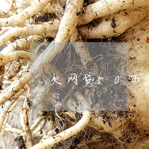 欠网贷50万上岸(欠20多万网贷如何上岸)