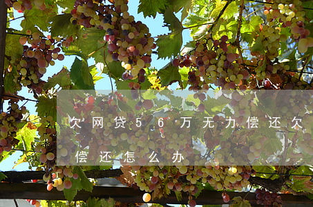欠网贷56万无力偿还(欠了几千块网贷无力偿还怎么办)