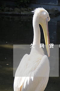 欠网贷60万还不上会坐牢