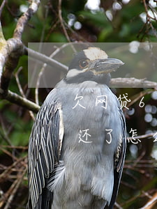 欠网贷6万无力还怎么办(欠网贷5万无力偿还了怎么办)