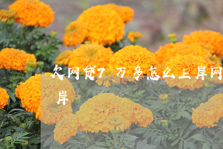 欠网贷7万多怎么上岸(网贷欠了七万怎么上岸)
