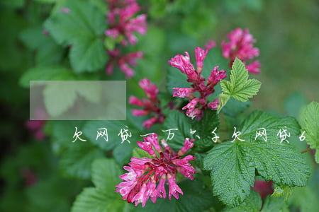 欠网贷一万六千(欠网贷6万)