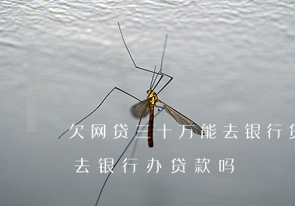 欠网贷三十万能去银行贷款(有十几万网贷能去银行办贷款吗)