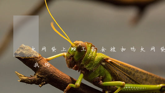 欠网贷上班工资会被扣吗(欠网贷单位会开除我吗)
