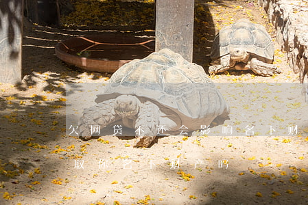 欠网贷不还会影响名下财产吗(网贷不还会收取你名下财产吗)