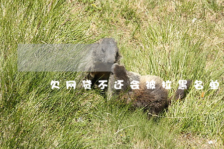 欠网贷不还会被拉黑名单吗