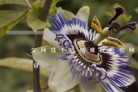 欠网贷不还的催款短信(网贷欠款短信通知内容)
