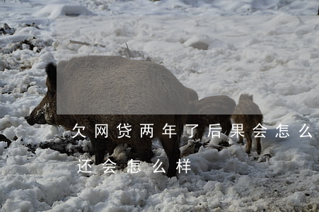 欠网贷两年了后果会怎么样(欠网贷两年了,不还会怎么样)