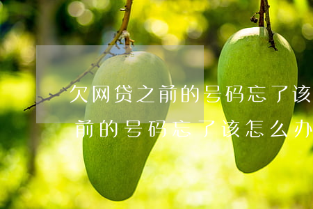 欠网贷之前的号码忘了该怎么办-欠网贷之前的号码忘了该怎么办呢