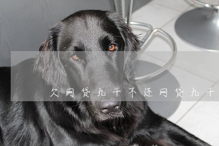 欠网贷九千不还(网贷九千元不还怎么样)