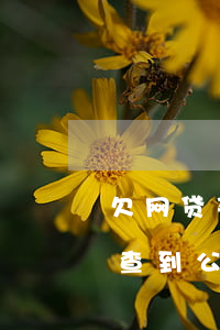 欠网贷买社保能查到公司吗(欠网贷买社保能查到公司吗)