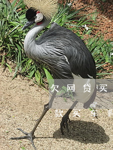 欠网贷买车还能办理贷款么(欠了网贷还能贷款买车吗)