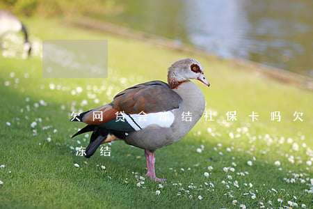 欠网贷会冻结社保卡吗(欠债社保卡会不会被冻结)
