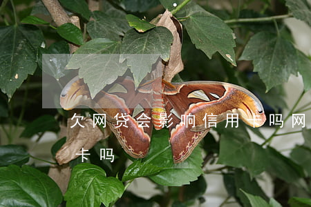 欠网贷会影响信用卡吗(网贷欠款会影响信用卡吗)