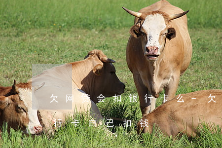欠网贷会扣银行卡么-欠了网贷会不会从银行卡自己扣钱