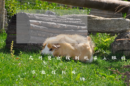 欠网贷会找到现在上班的地方吗(欠网贷找工作能找到吗)