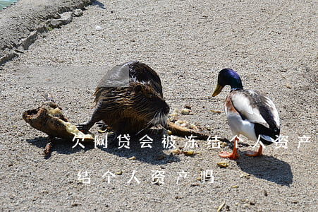 欠网贷会被冻结个人资产么(网贷逾期会被冻结个人资产吗?)