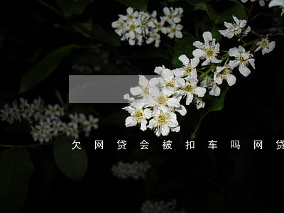 欠网贷会被扣车吗(网贷无力偿还会扣车吗)