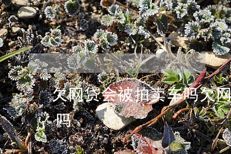 欠网贷会被拍卖车吗(欠网贷有必要把车卖了吗)