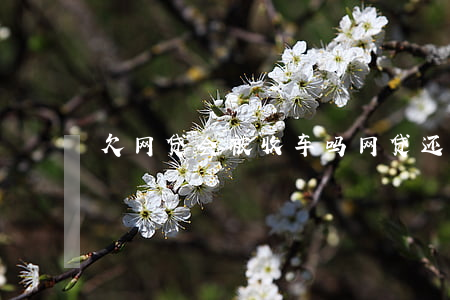 欠网贷会被收车吗(网贷还清了会影响车贷吗)