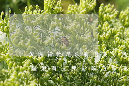 欠网贷但是没有逾期影响政审吗-欠网贷但是没有逾期影响政审吗知乎