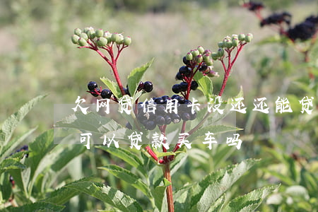 欠网贷信用卡没还还能贷款买车吗(欠网贷还可以贷款买车吗)