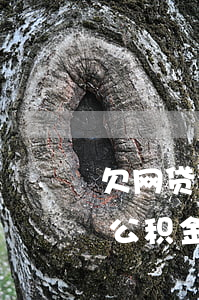 欠网贷公积金可以提取吗(欠网贷可以取住房公积金吗)