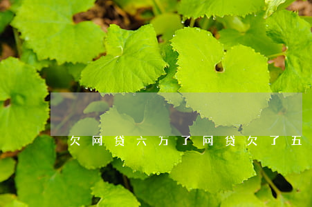 欠网贷六万了(网贷欠了五六万怎么办)