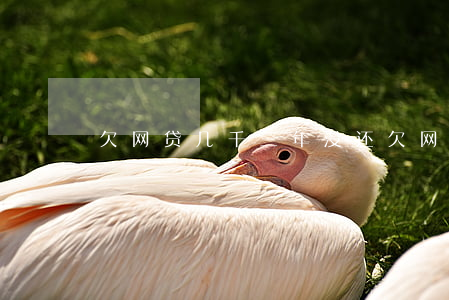 欠网贷几千三年没还(欠网贷了一万三年没还)