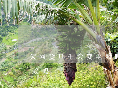 欠网贷几千会变老赖吗(欠网贷不还会变成老赖吗)